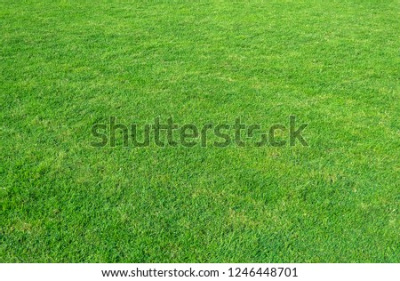 Background of green grass field. Green grass pattern and texture. Green lawn background.