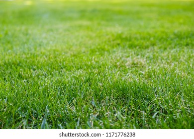 Background of a green grass. Green grass lawn texture