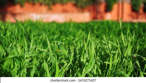 background with green grass and orange blurry - Shutterstock ID 1676271427