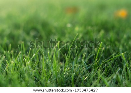 background green grass pattern closeup