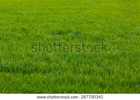 Background of a green grass.  Green grass texture