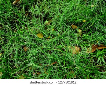 background green grass for your design - Shutterstock ID 1277501812