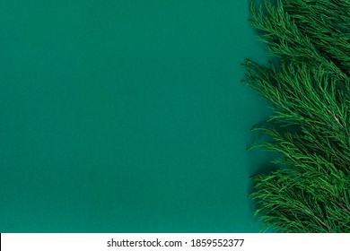 background with green juniper branches border, backdrop for eco friendly product placement