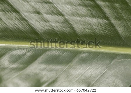 Similar – Image, Stock Photo ears Ear of corn Grass