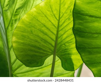 Background of green leaf close up