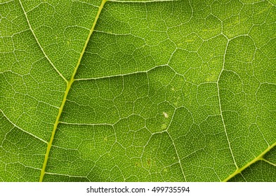 Background green leaf close-up