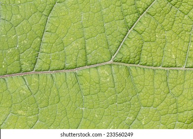 background - green leaf tree