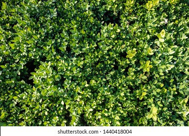 Background Of Green Leaves Hedge, Full Frame And Close Up