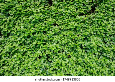 Background Of Green Leaves Of Hedge, Full Frame. Close Up Of Fresh Foliage.