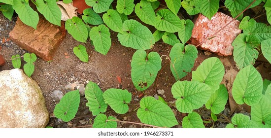Background of green leaves and natural red stones