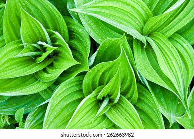 Hellebore Leaf Stock Photos Images Photography Shutterstock