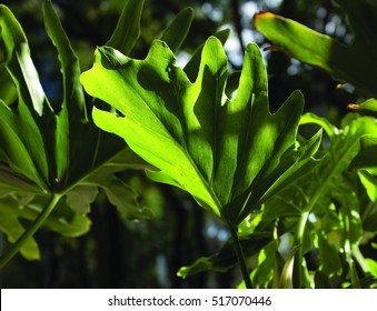 Background of green leaves that transparent the light - Shutterstock ID 517070446