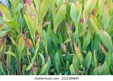 
Background Of Green Little Withered Grass