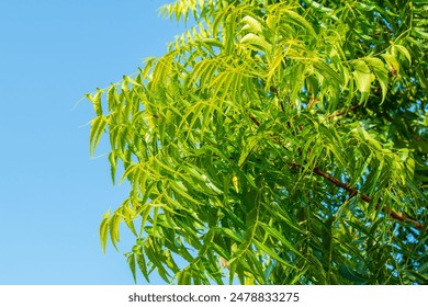 Background of green Neem leaves with blue sky. Medicinal plant used in India Ayurvedic Herbal Medicine. Neem Leaves or Azadirachta Indica Fruit. Green Bitter Neem tree leaves close up Natural Medicine - Powered by Shutterstock