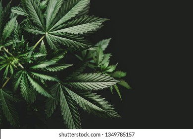 background green on black background, marijuana vegetation plants, Growing cannabis indica, hemp CBD, cultivation cannabis, marijuana leaves, light leaks color tones top view