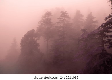 Background of green pine trees in misty forest morning fog mist. Mysterious evergreen forest in a fog. green pine trees foggy morning. Dark atmospheric autumn landscape. Panoramic scenery.  - Powered by Shutterstock