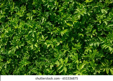 Background of green plants