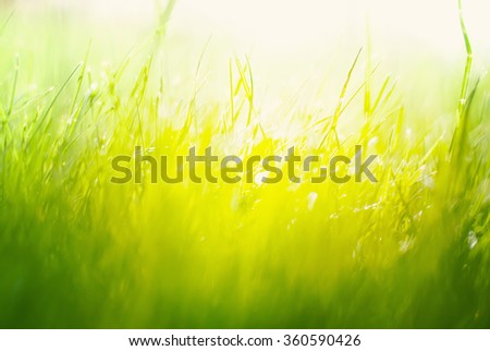 Background with Green Summer Landscape. Grass in Yellow Sunlight  St Patrick Day 