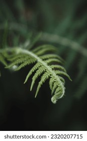 Background, green, tree, leaf, closeup