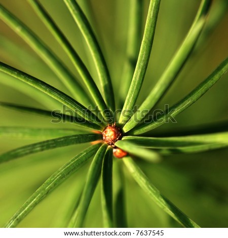 Similar – Image, Stock Photo Close up young evergreen pine tree branches with long its needles in the forest or park on sunny day. Christmas, New year gift card. Coniferous lush fir. Festive natural background