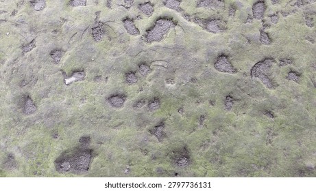 background of the ground covered with moss with irregular holes, a natural result