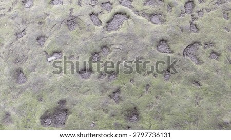 background of the ground covered with moss with irregular holes, a natural result