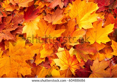 Background group autumn orange leaves. Outdoor.
