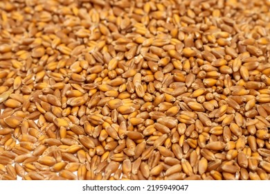 Background Of Hard Red Winter Wheat Grain.