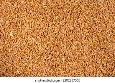 Background Of Hard Red Winter Wheat Grain.