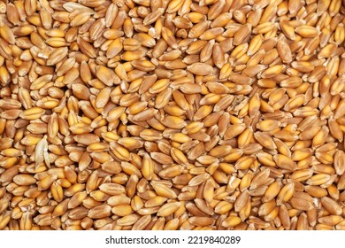 Background Of Hard Red Winter Wheat Grain.