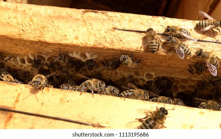 Homebuild Beehive Backyard Bees Buzzing Around Stock Photo 1737466907 ...