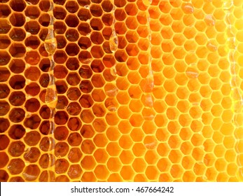 Background Hexagon Texture, Wax Honeycomb From A Bee Hive Filled With Golden Honey. Honeycomb Macro Photography Consisting Of Beeswax, Yellow Sweet Honeys From Beehive. Honey Nectar Of Bees Honeycombs