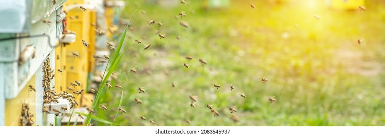 Background of hives against green grass. Beehives with honey bees. bees come back from honey collection and fly into beehive's entrance banner. Selective focus. Defocused - Shutterstock ID 2083545937