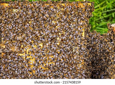 1,187 Angry honey bee Images, Stock Photos & Vectors | Shutterstock