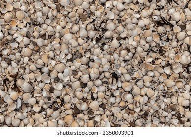 Background of hundreds of shells piled up on the seashore