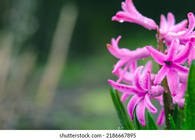 Background hyacinth flowering in forest. Macro of purple hyacinth flower meadow. One bunch of white hyacinth flowers in spring field. Early spring hyacinth flowers as background or greeting card.
