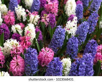 Background: Hyacinth Flowers