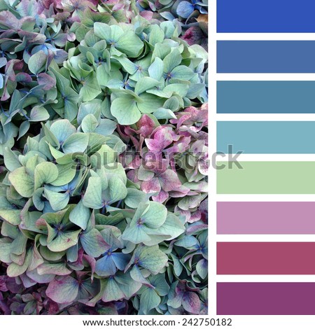 A background of hydrangea flowers, in a colour palette with complimentary colour swatches