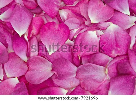 background image of beautiful pink rose petals