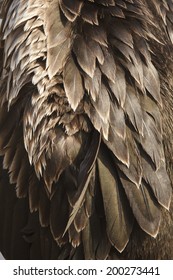 7,711 Eagle feather macro Images, Stock Photos & Vectors | Shutterstock