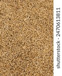 A Background Image of Fresh Malting Barley Grains.