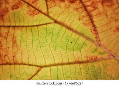 Background Image Green Leaves With Golden Brown Leaves  Making Sense Of Spring