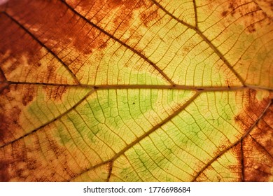 Background Image Green Leaves With Golden Brown Leaves  Making Sense Of Spring