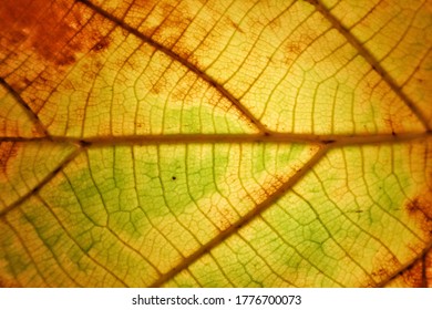 Background Image Green Leaves With Golden Brown Leaves  Making Sense Of Spring