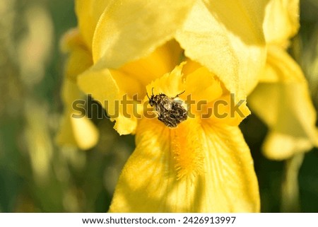 Background image. Greeting card. A yellow iris flower and a beetle that decided to rest on the flower.