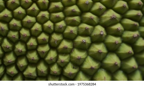 Background Image Of Jackfruit Skin.