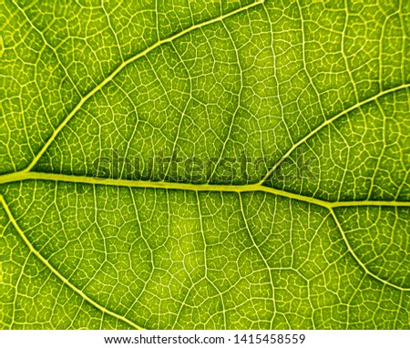 Background image of a leaf of a tree close up. A green leaf of a tree is a big magnification. Macro shooting