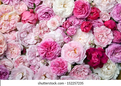 Background image of pink french roses.