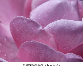Background image  pink nature overlapping petals with water drops