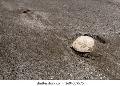 105 Dead Sand Dollars Images, Stock Photos & Vectors 